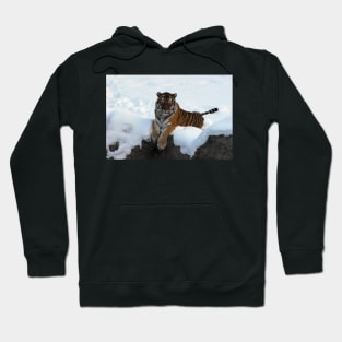 Tiger in the Snow Hoodie